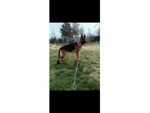 A Şecere Alman Kurdu