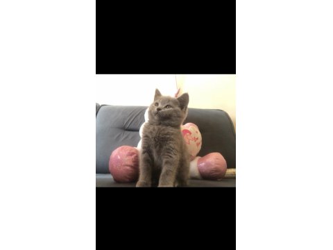 Uyguna Son Dışı Kaliteli Yavru Kedim