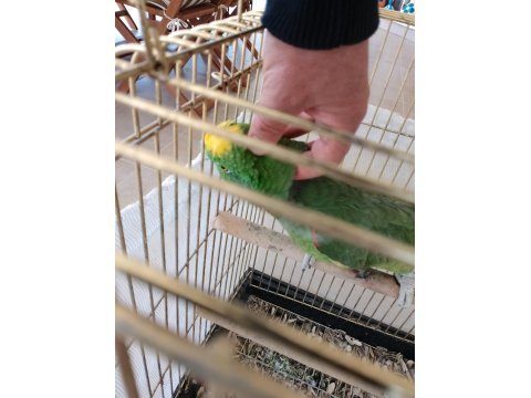 Geveze Sarı Alın Amazon Papağanı