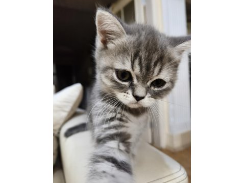 Oyuncu Scottish Kediler