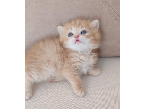 Safkan Golden British Longhair