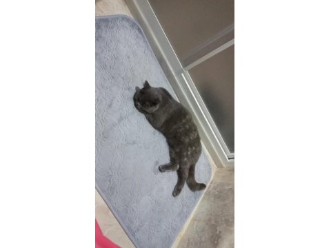 British Shorthair Kedimiz Yumoş