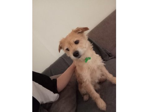 İzmir 3 Yaş Erkek Terrier Çok Acil Yuva Ücretsiz