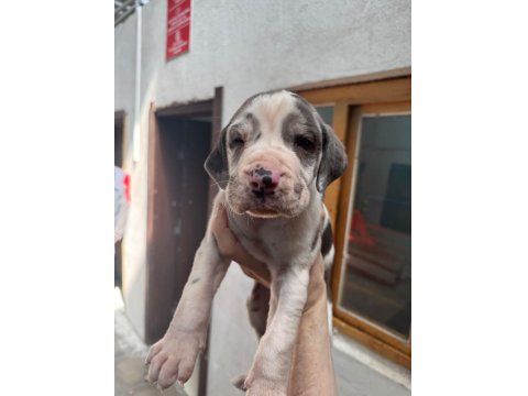 Devasa Bir Köpek İstiyorsanız Yavru Danualarımız İle Tanışın