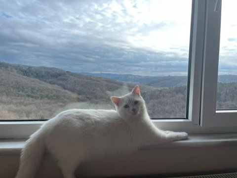 Kedimiz Aresimizi Sahiplendiriyoruz