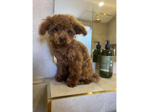 7 Aylık Teacup Teddy Dişi Poodle
