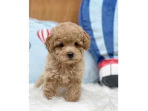 Efsane Maltipoo Yavruları