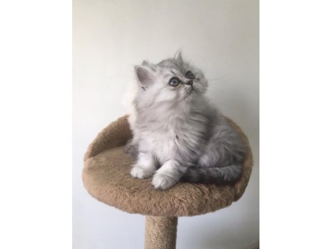 Uysal Ve Sevecen British Longhair