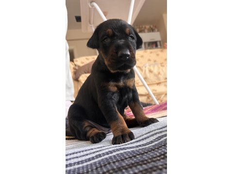 21 Günlük Olan Doberman Yavrularımız Rezerveye Açılmıştır