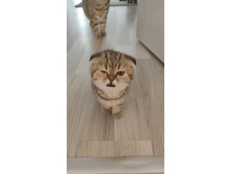 Scottish Fold Yavrular Yuva Bekliyor