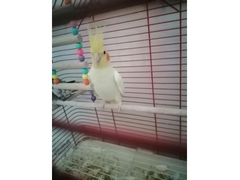 Genç Takım Sultan Papağanı