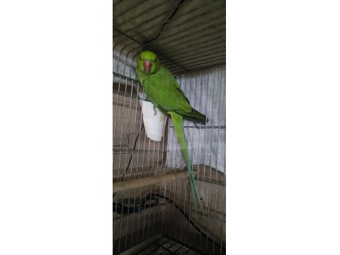 Erkek 16 Aylık Pakistan Papağanı