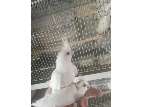 Yavru Sultan Papağanları Ele Alıştırmalık