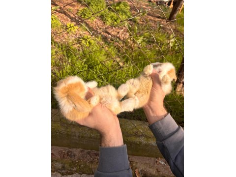 Evcil Hollanda Tavşanlar Her İle Gönderilir