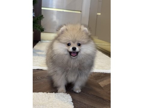 Üst Düzey Erkek Pomeranian Boo