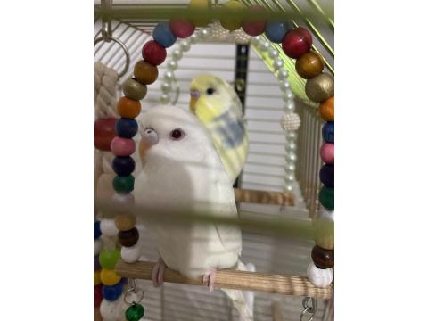 Muhabbet Kuşu Çift