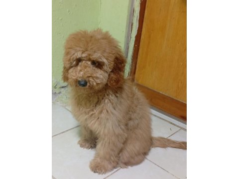 Poodle Köpeğimizi Sahiplendiriyoruz (Ücretsiz Değil)