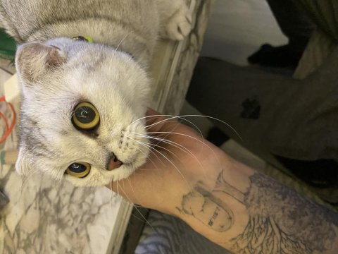 Scottish Fold Kızıma Yeni Yuva Arıyoruz
