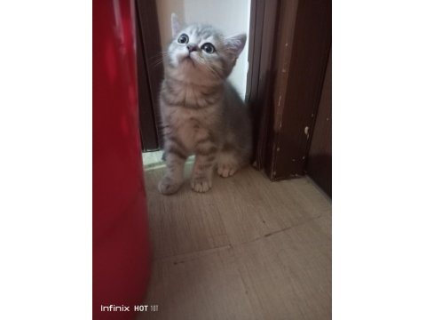 Muhteşem British Prensesler Yuva Arıyor