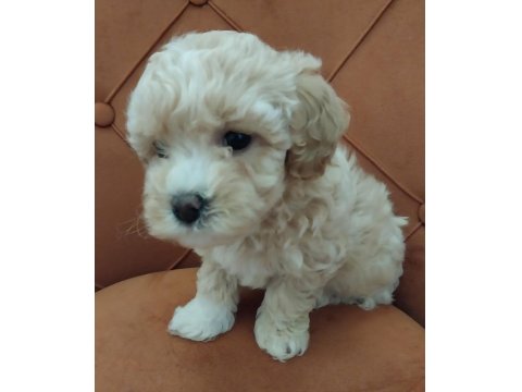 Maltipoo Bebeği Köpekler
