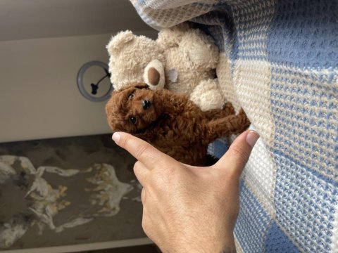 Koyu Kırmızı (Dark Brown) Toy Poodle