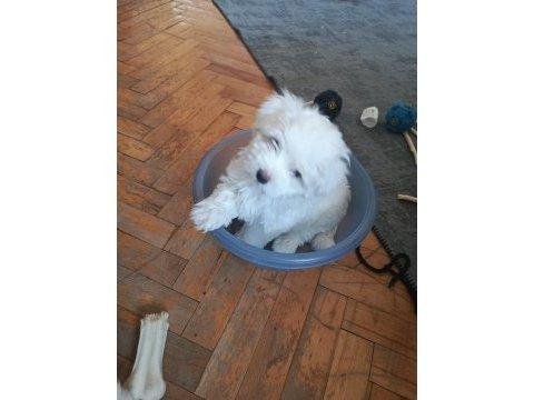 4 Tane Birbirinden Tatlı Maltese Terrier Yavruları