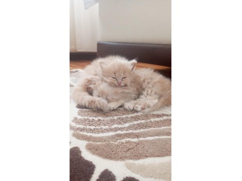 Yumuş İran Kedileri