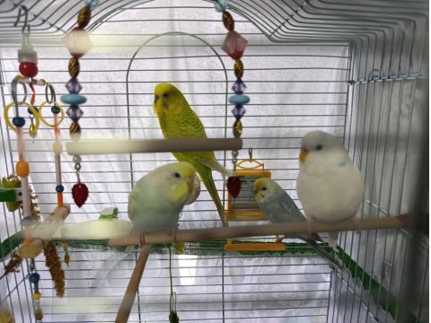 Çok Güzel Ve Yakışıklı Kuşları Sahiplendirmek İstiyorum