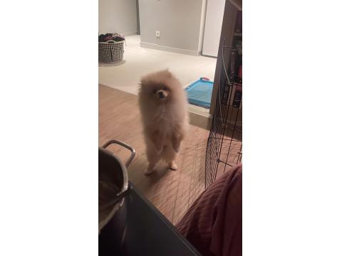 Pomeranian Boo 8 Aylık Erkek