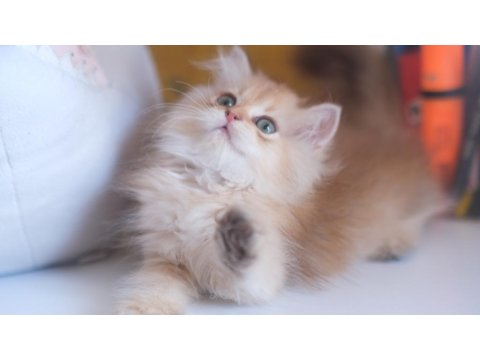 Safkan Şecereli Golden British Longhair Yavrular