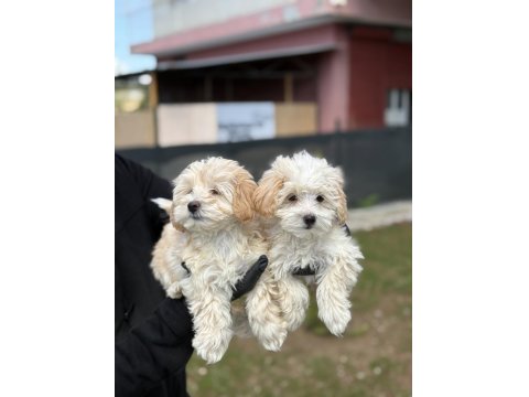 Maltipoo Bebekler
