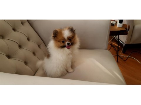 Pomeranian Irk Ve Sağlık Garantili