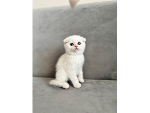 Yeni Yuvasına Gitmeye Hazır Kedilerimiz