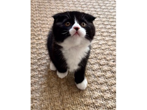 17 Şubat Doğumlu Erkek Bicolor Scottish Fold Yavru