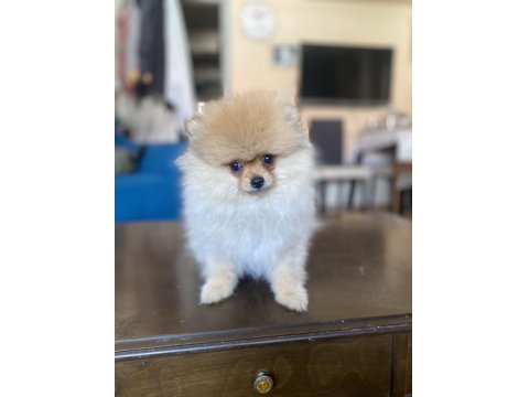 Mini Boy Pomeranian Boo Kızımız