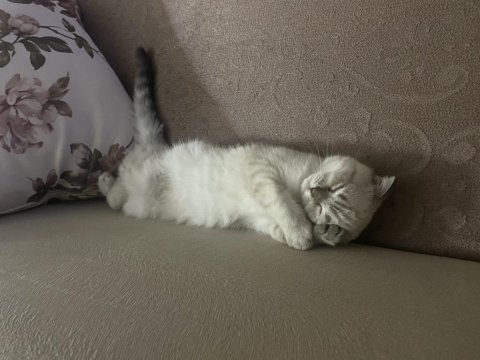 3 Aylık Scottish Fold
