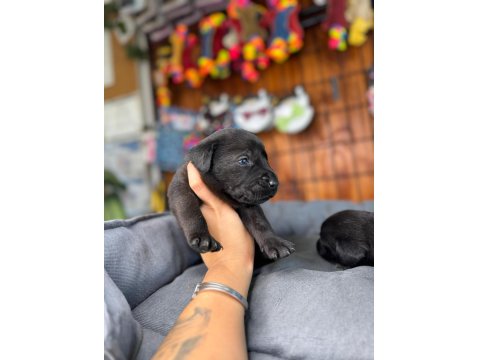 Enerji Dolu Labrador Yavrularıyla Hayatınıza Neşe Katın!