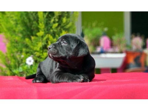Siyah Labrador Yavru