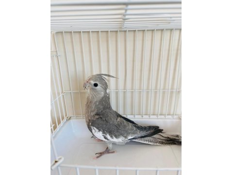 3 Aylık Yavru Sultan Papağanı