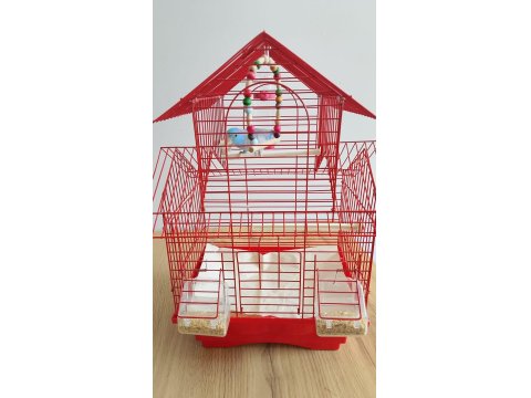 Erkek 3 Aylık Cennet (Sevda) Papağanı