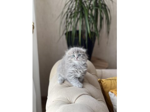 Ayı Surat Scottish Fold Longhair Yavrum