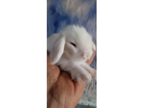 Hollanda Teddy Lop Tavşanı Yavrular