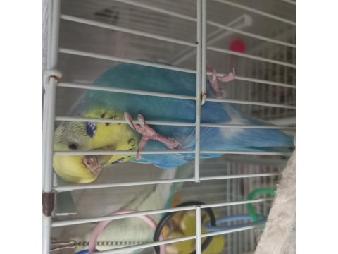 Nadir Irklı Muhabbet Kuşu