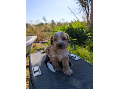 Yeni Yuvaya Hazır 5 Erkek Maltipoo Yavrumuz