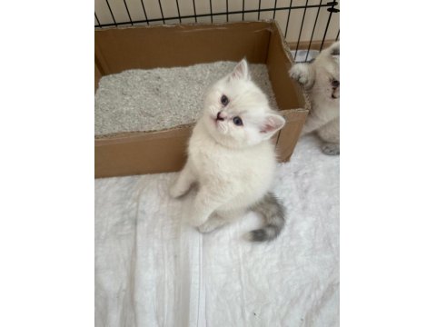 British Longhair-Shorthair Ve Scottish Fold Yavrular