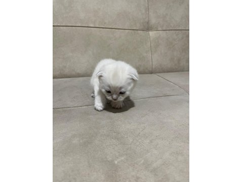 British Longhair Yavrular