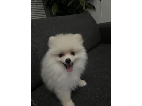 Köpeğimiz Hakkında Detaylı Bilgi İçin Arayınız