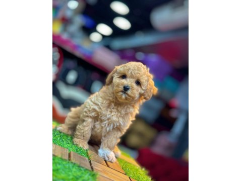 Poodle Yavrusu