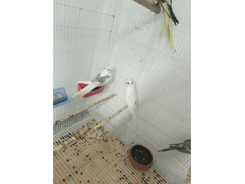 Zincir Desen Heavy Sultan Papağanı