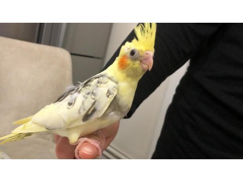 30 Günlük Yavru Sultan Papağanlar